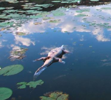 Poisoned freshwater crocodile, image by C Mills Poisoned freshwater crocodile, image by C Mills